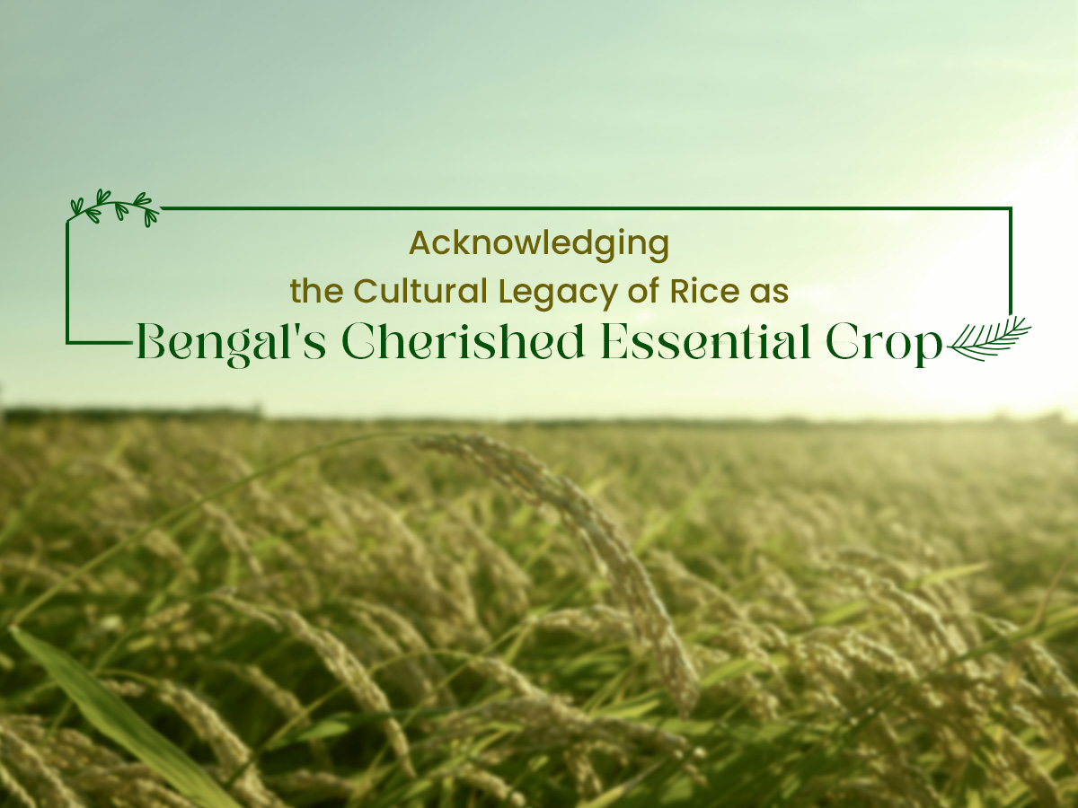 Bengal rice culture article